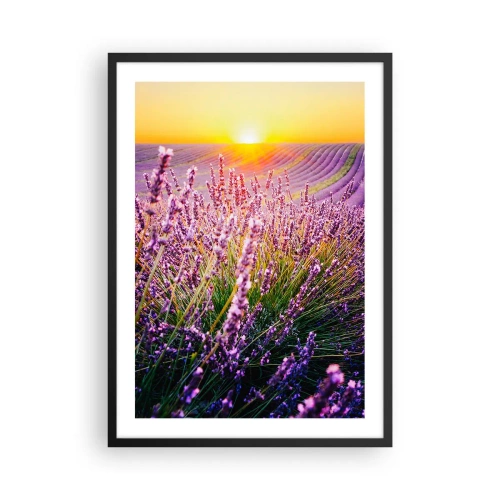 Poster in black frame - A lavender field illuminated by the rays of the setting sun - 50x70cm - Fragrant Field - Modern wall decoration for the living room and bedroom ARTTOR