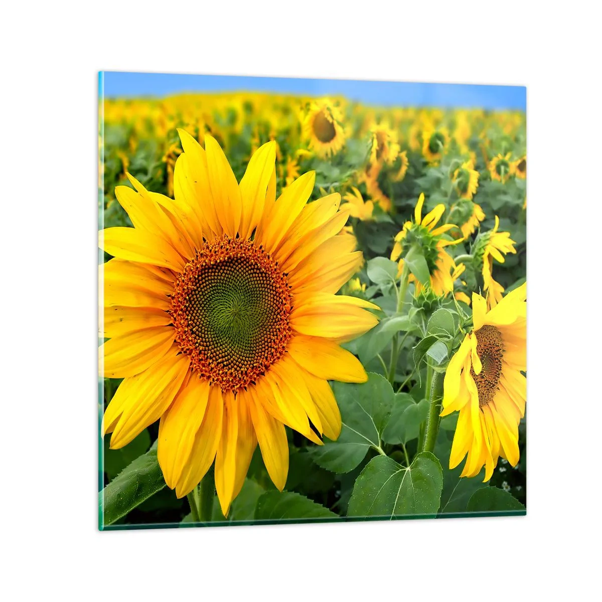 Glass picture - Hundreds of the Suns - 40x40 cm