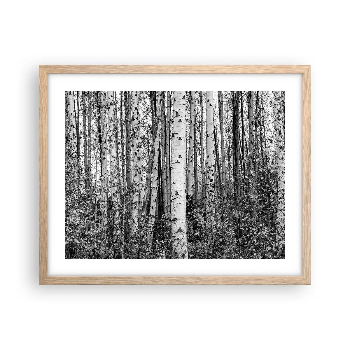 Poster in light oak frame - Birch Colonnade - 50x40 cm