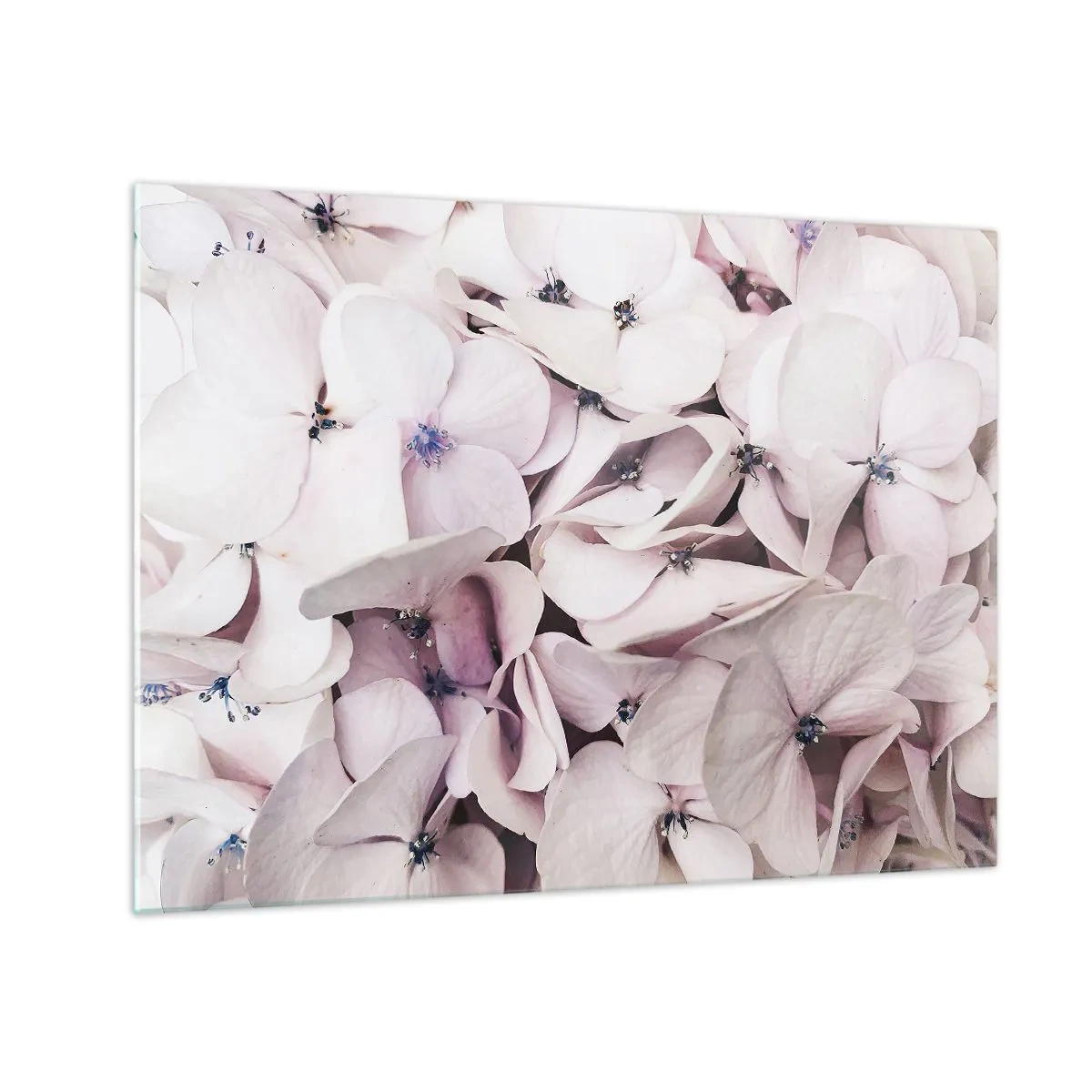 Glass picture - Delicate light pink hydrangeas in close-up - 70x50cm - In the Flood of Flowers - Modern wall decoration for the living room and bedroom ARTTOR