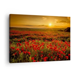 Canvas picture - A field of red poppies in the glow of the setting sun - 70x50cm - In the Meadow, among Flood of Flowers - Modern wall decoration for the living room and bedroom ARTTOR