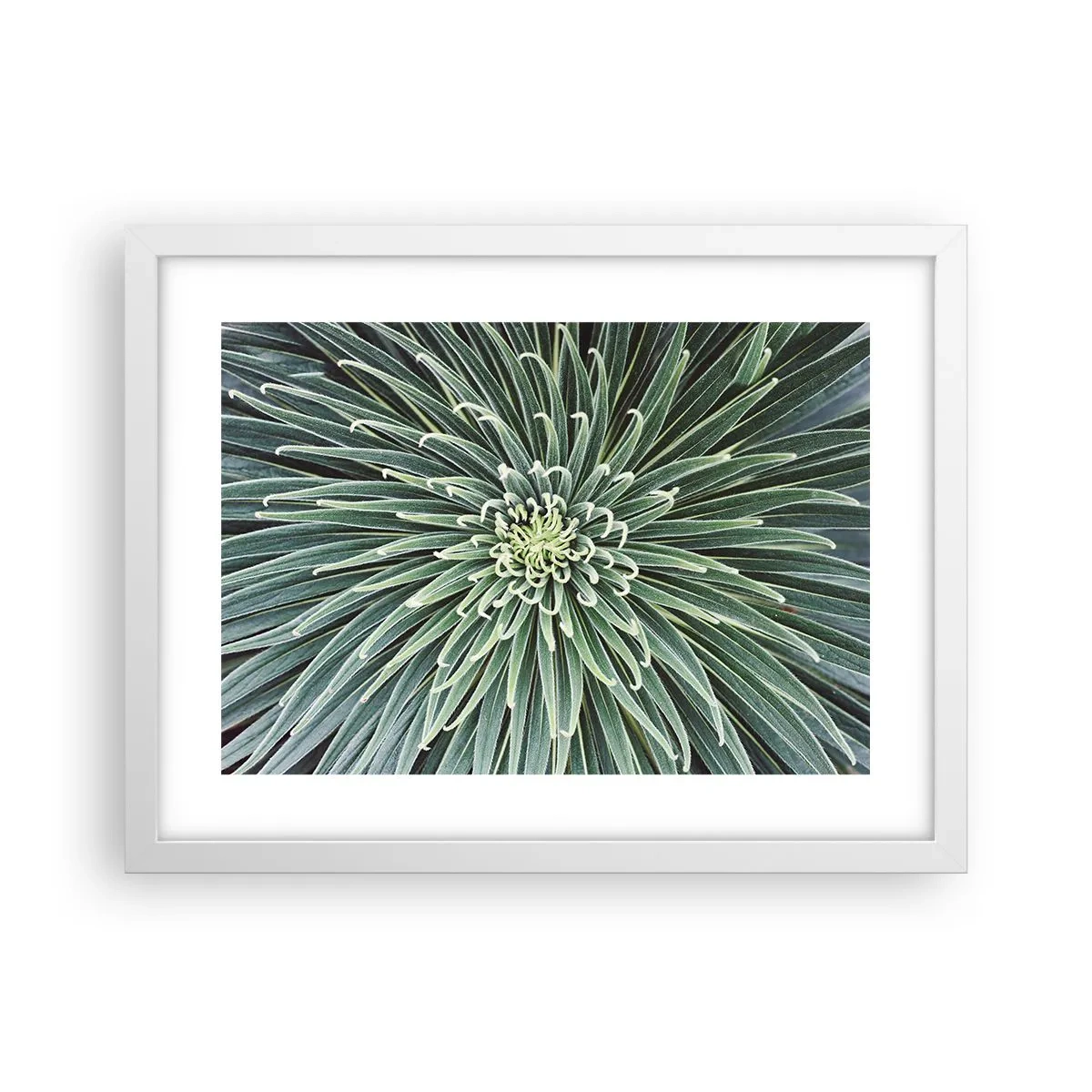 Poster in white frmae - Birth of a Star - 40x30 cm