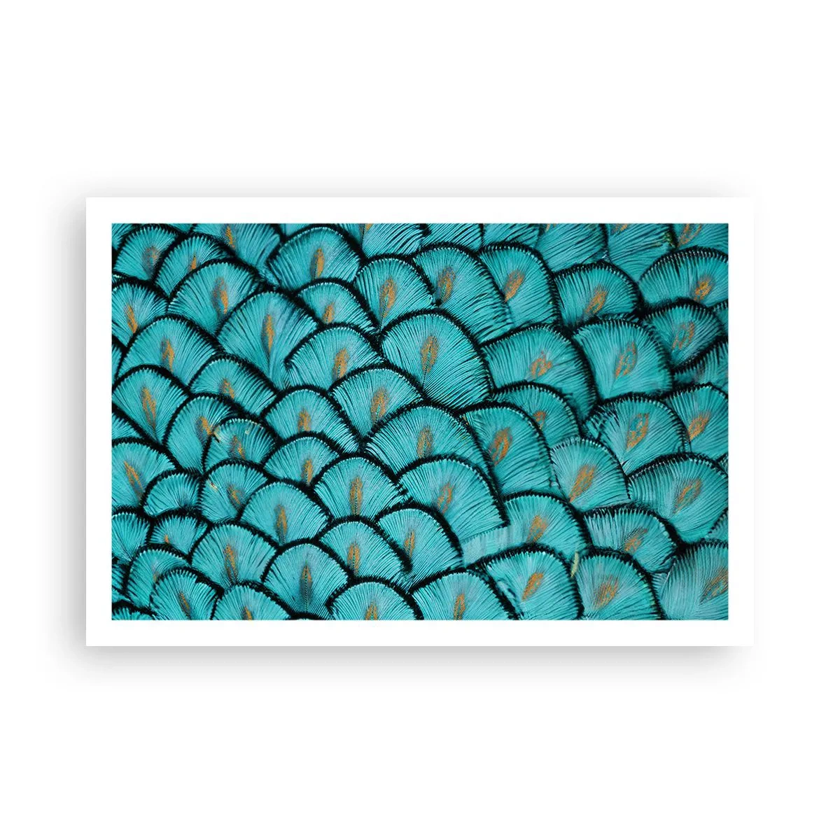 Poster - Great Feather Gala - 91x61 cm