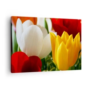 Canvas picture - Close-up of colorful tulips against a spring background - 70x50cm - Tulip Fever - Modern wall decoration for the living room and bedroom ARTTOR