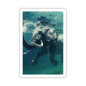 Poster - Everyone Likes to Swim - 61x91 cm
