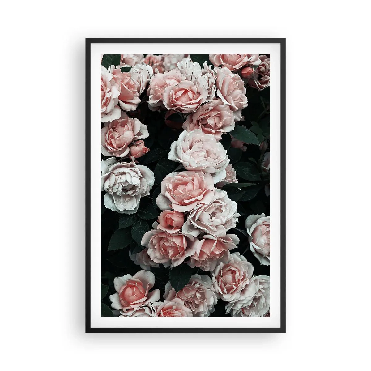 Poster in black frame - Rose Ensemble - 61x91 cm
