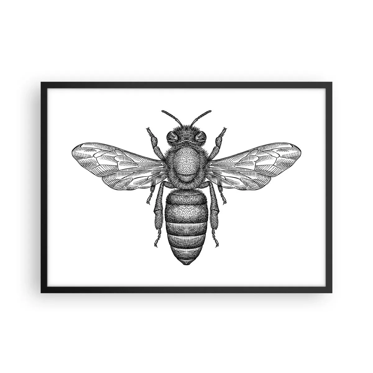Poster in black frame - Insect Portrait - 70x50 cm