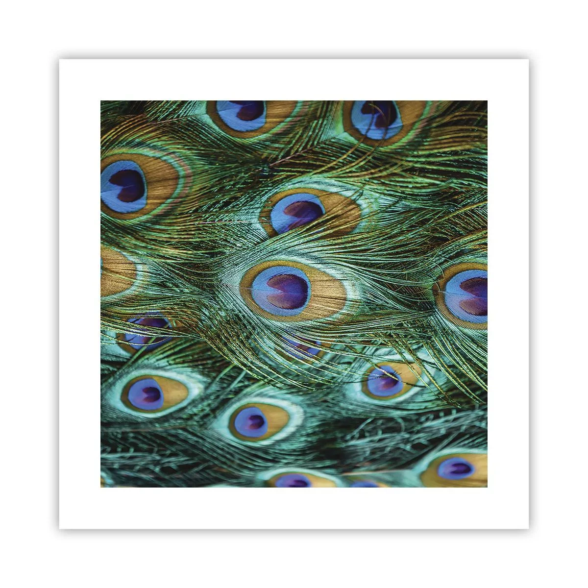 Poster - Peacock Eyes - 40x40 cm