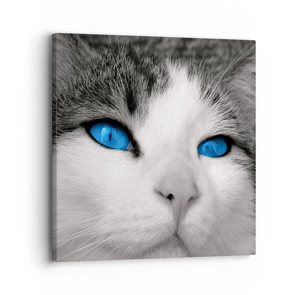 Canvas picture - Extremely Blue-eyed - 30x30 cm