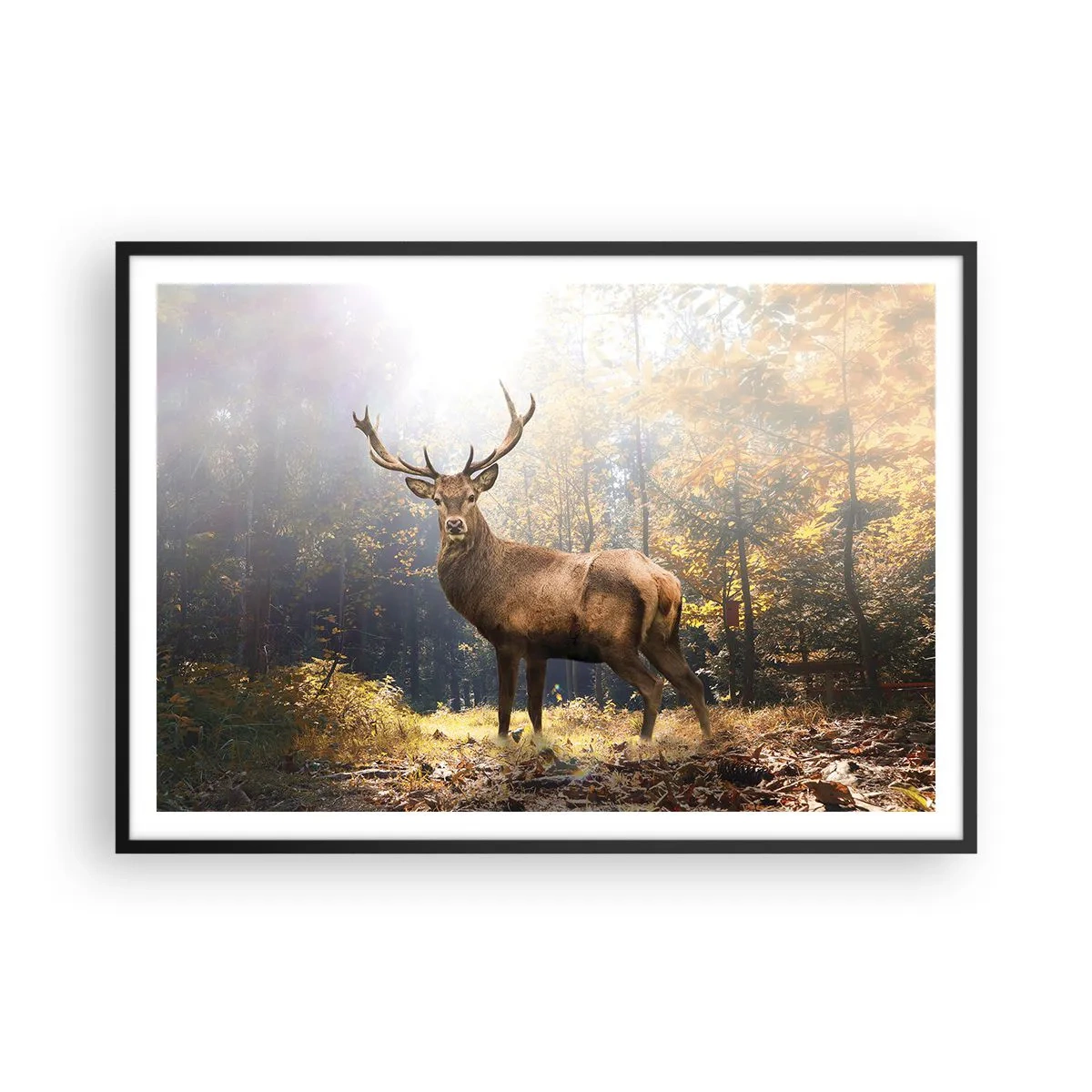 Poster in black frame - In Full Majesty - 100x70 cm
