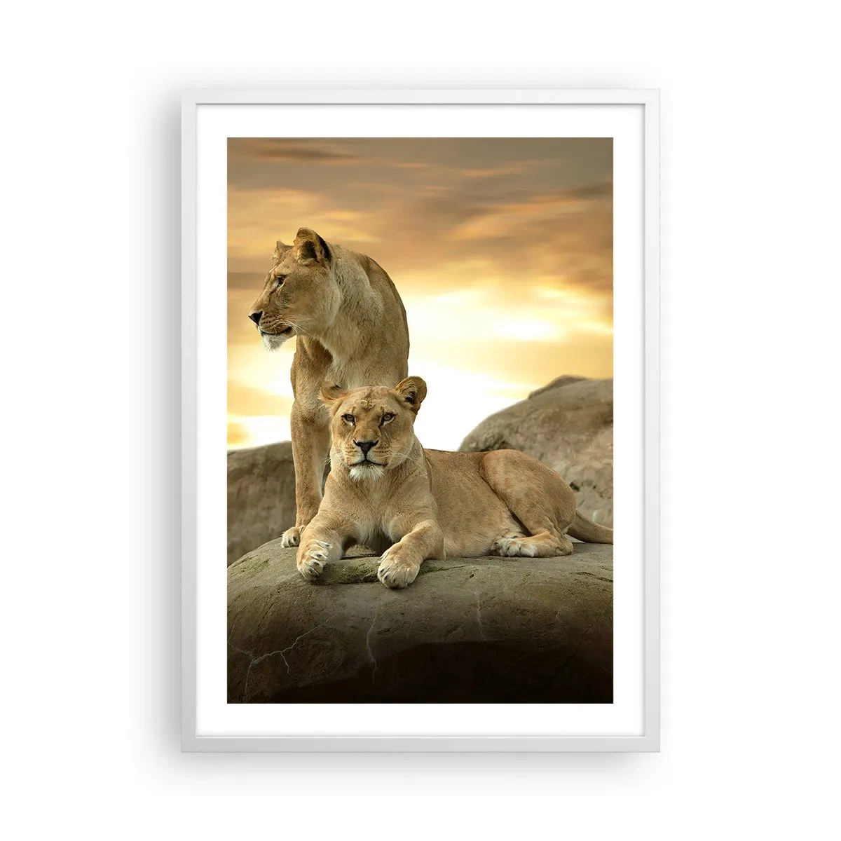 Poster in white frmae - Royal Majesty - 50x70 cm