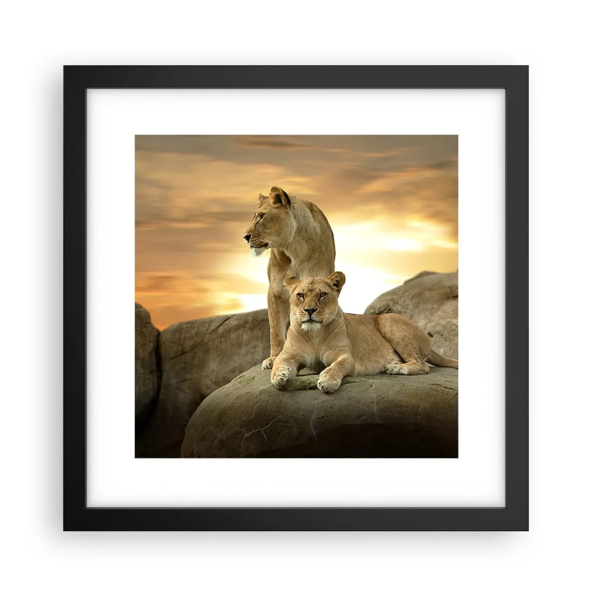 Poster in black frame - Royal Majesty - 30x30 cm