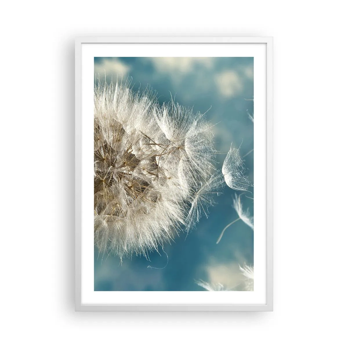 Poster in white frmae - Breath of an Angel - 50x70 cm