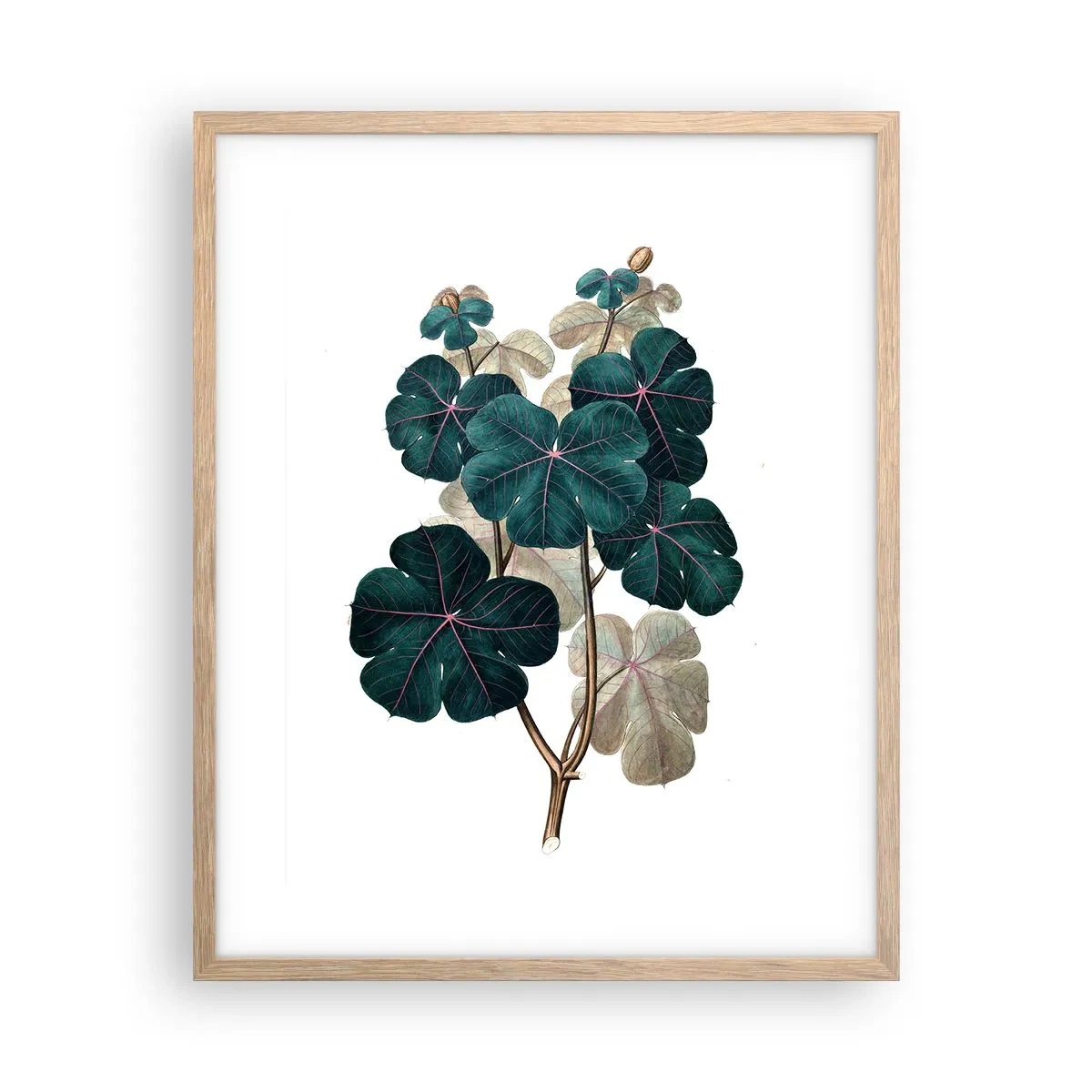 Poster in light oak frame - From the Old Herbarium - 40x50 cm