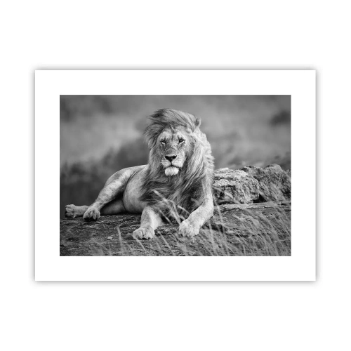 Poster - Royal Siesta - 40x30 cm