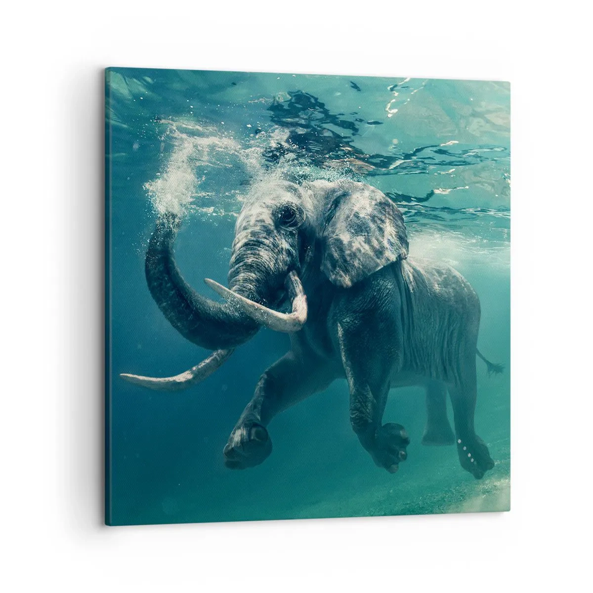 Canvas picture - Everyone Likes to Swim - 50x50 cm