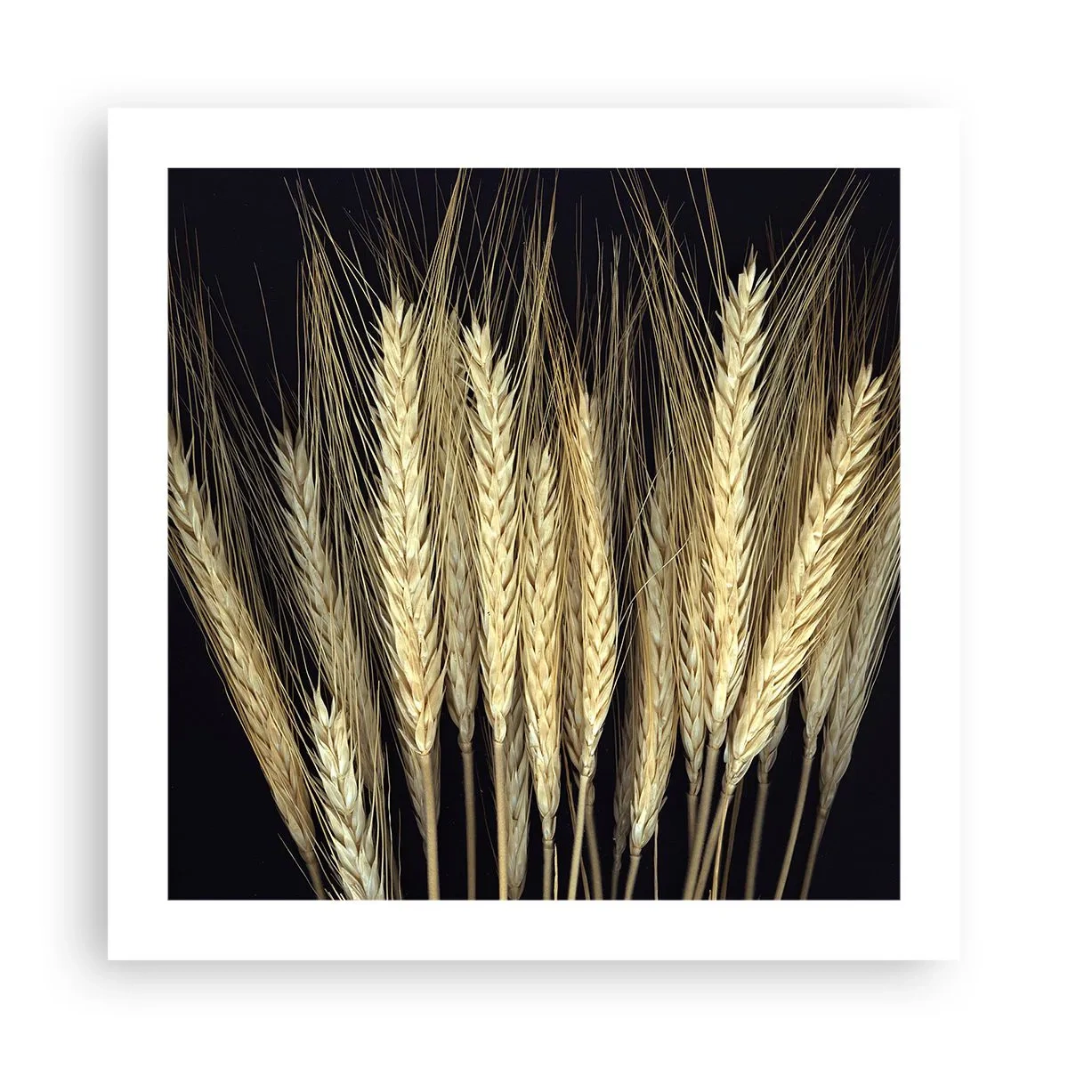 Poster - Rustic Magic - 50x50 cm