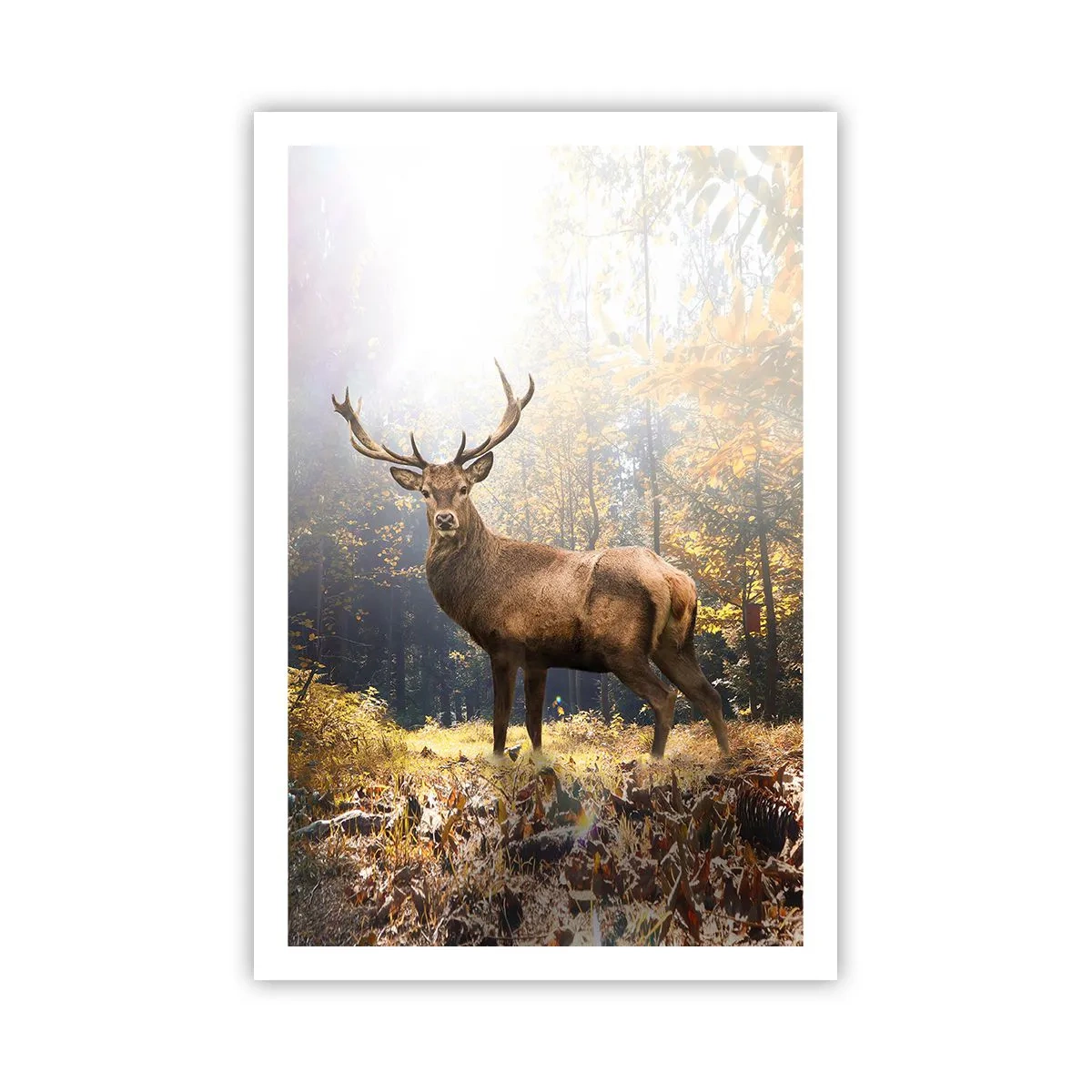 Poster - In Full Majesty - 61x91 cm
