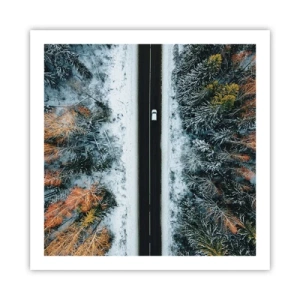 Poster - Through a Wintery Forest - 60x60 cm