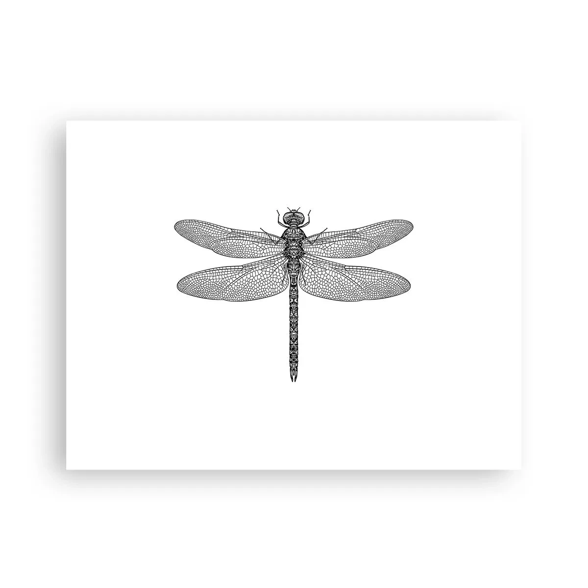 Poster - Precision of Nature - 40x30 cm