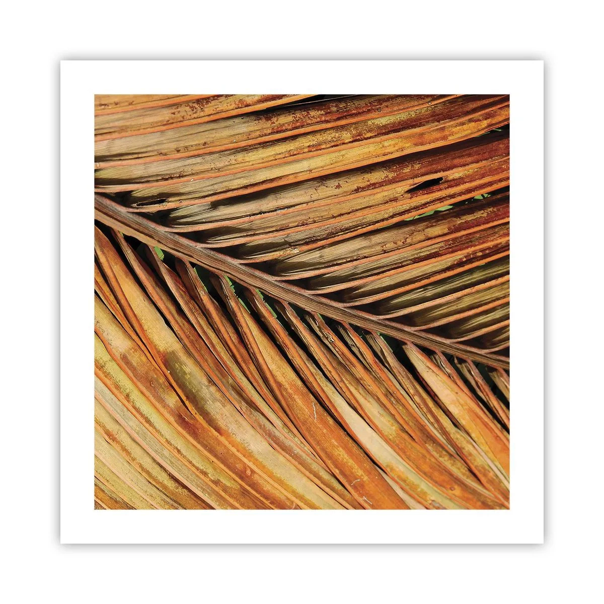 Poster - Coconut Gold - 50x50 cm
