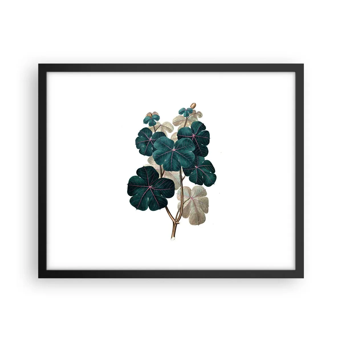 Poster in black frame - From the Old Herbarium - 50x40 cm
