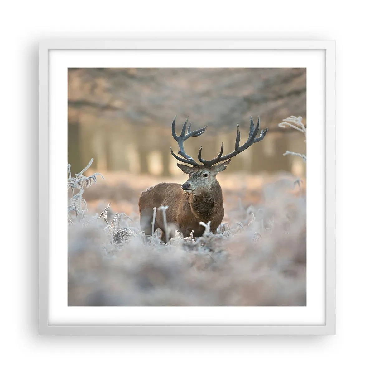 Poster in white frmae - Chilly Morning - 50x50 cm