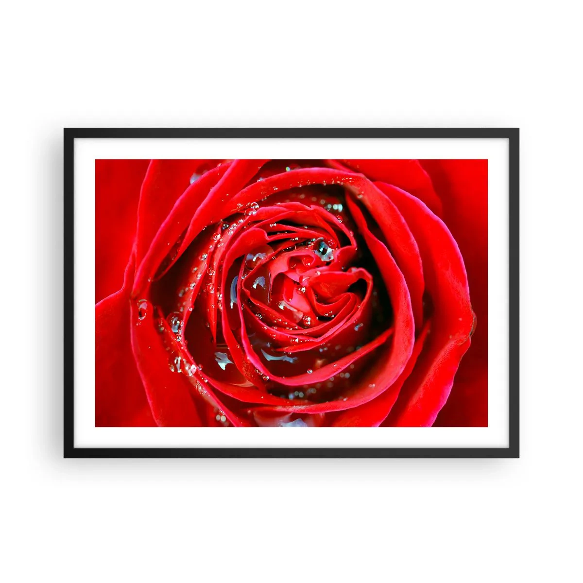 Poster in black frame - In Dew Drops - 70x50 cm