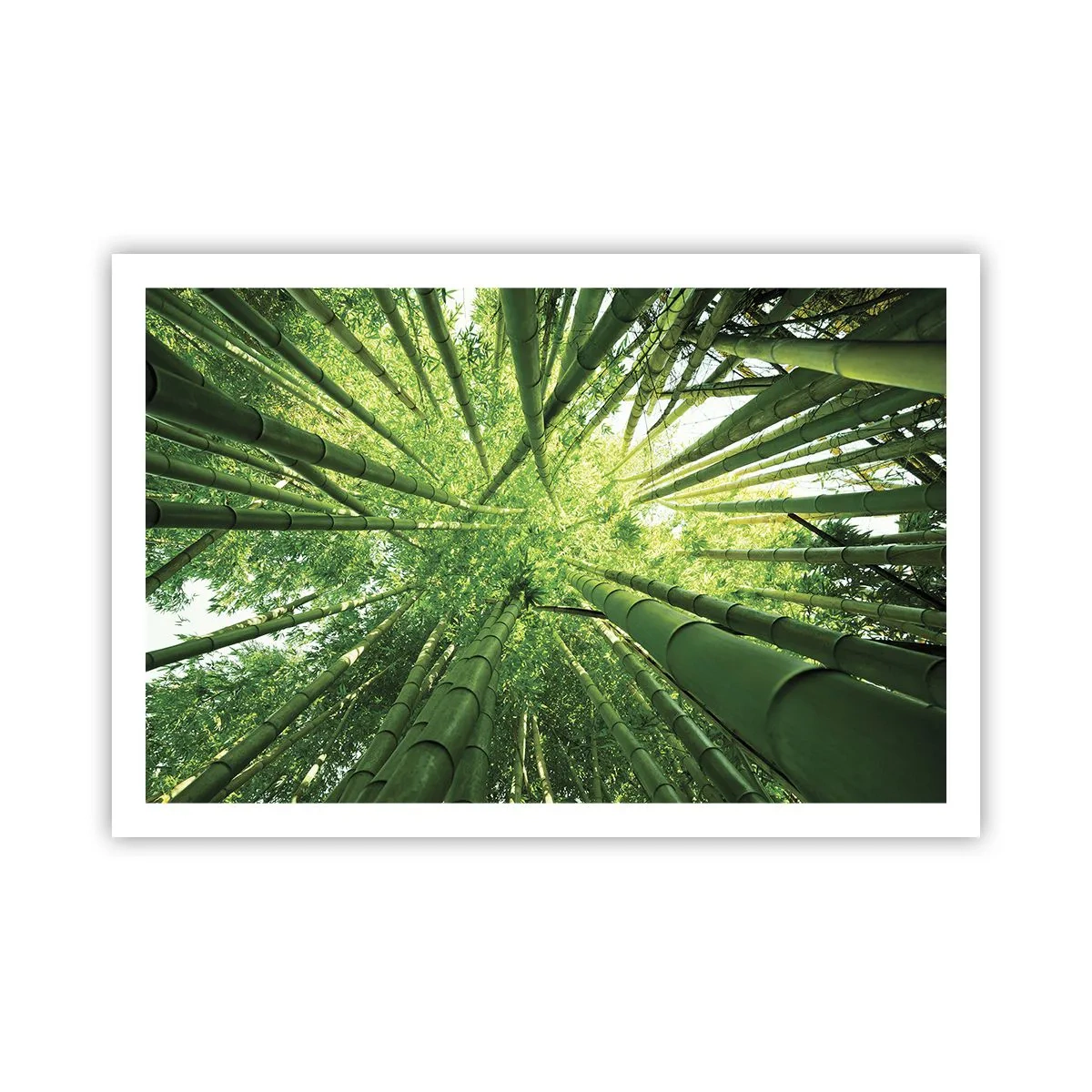 Poster - In a Bamboo Forest - 91x61 cm