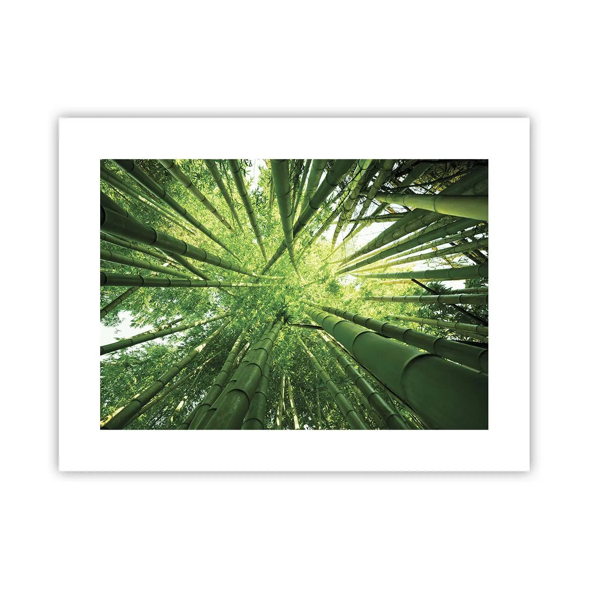 Poster - In a Bamboo Forest - 40x30 cm