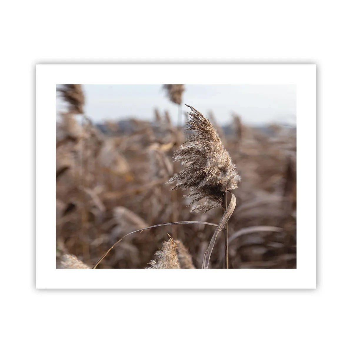 Poster - Time to Fly with the Wind - 50x40 cm