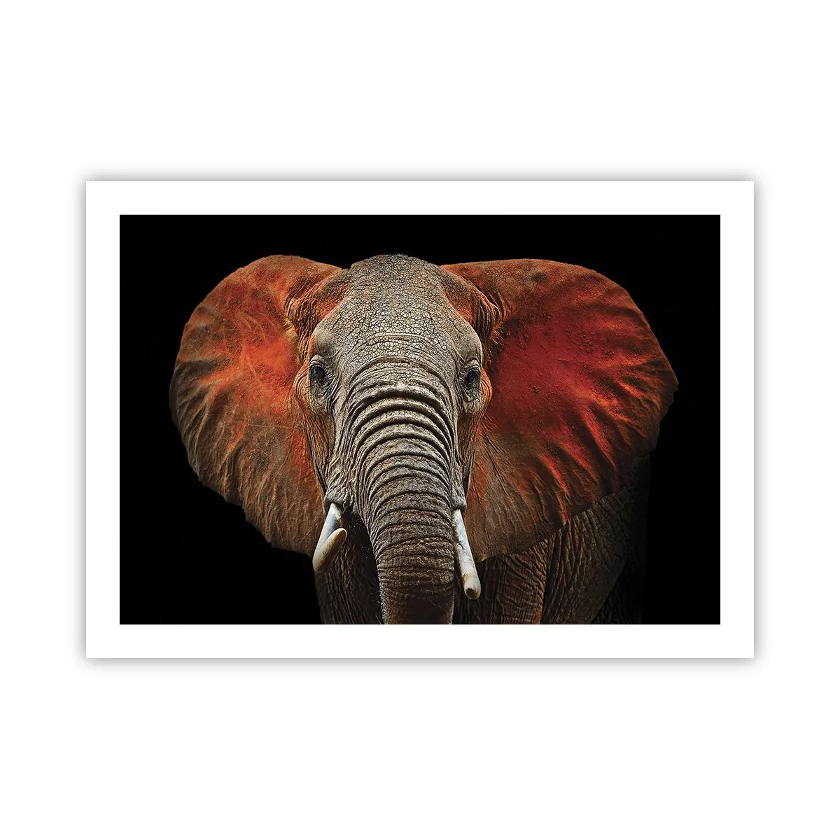 Poster - I am Wild, and You? - 70x50 cm