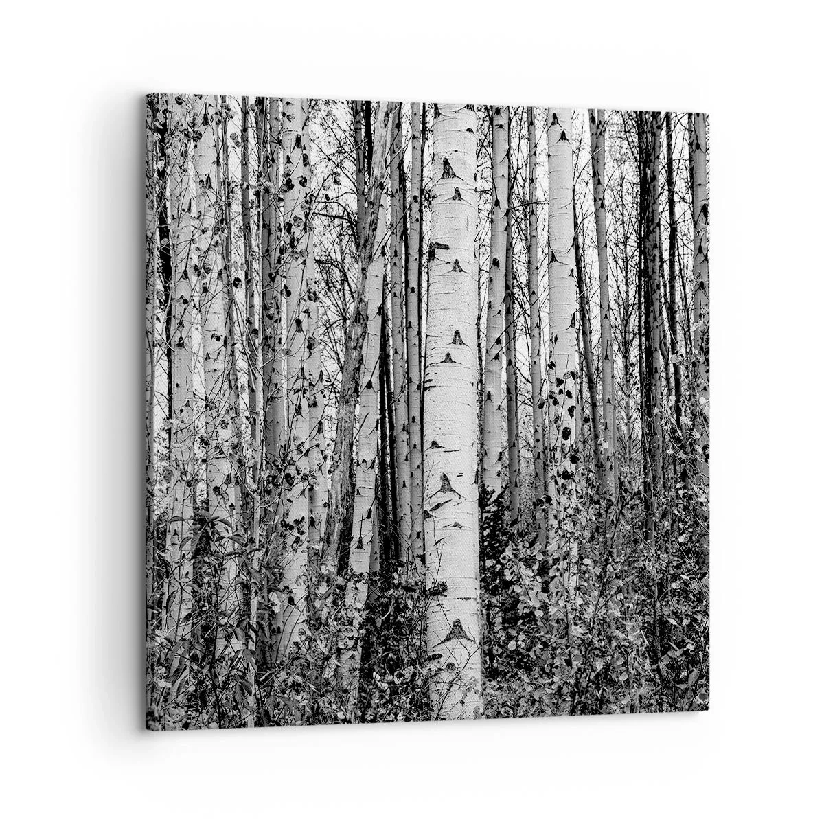 Canvas picture - Birch Colonnade - 60x60 cm