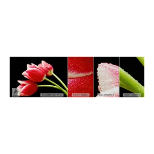 Photo Wallpaper Sample Premium Sand - Promise of Pure Love - Flowers, Tulips, Nature - 100x30 cm