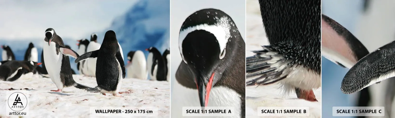 Photo Wallpaper Sample Self-Adhesive Deluxe Sticker - Dance in the Snow - Penguin, Antarctica, Landscape - 100x30 cm