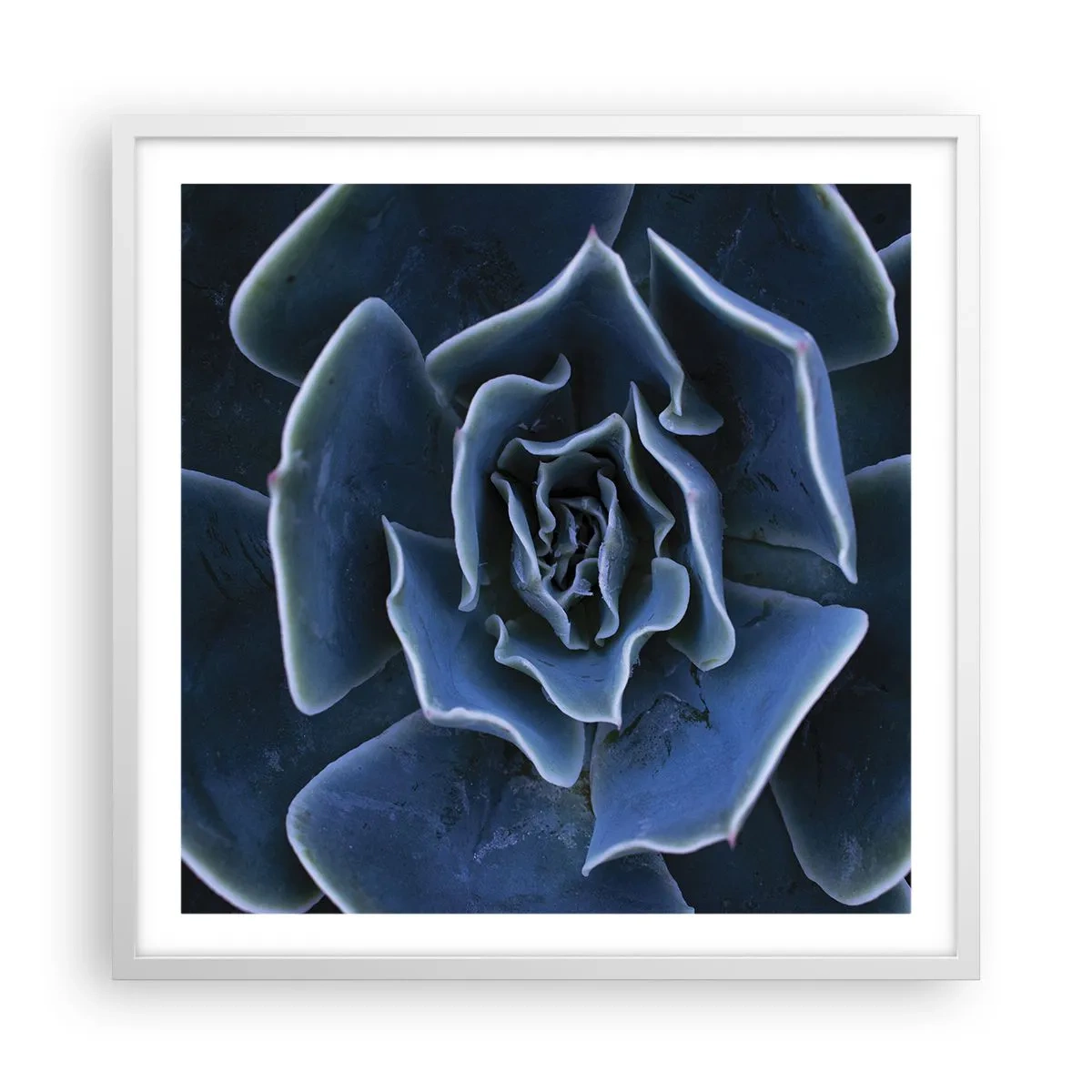 Poster in white frmae - Flower of the Desert - 60x60 cm