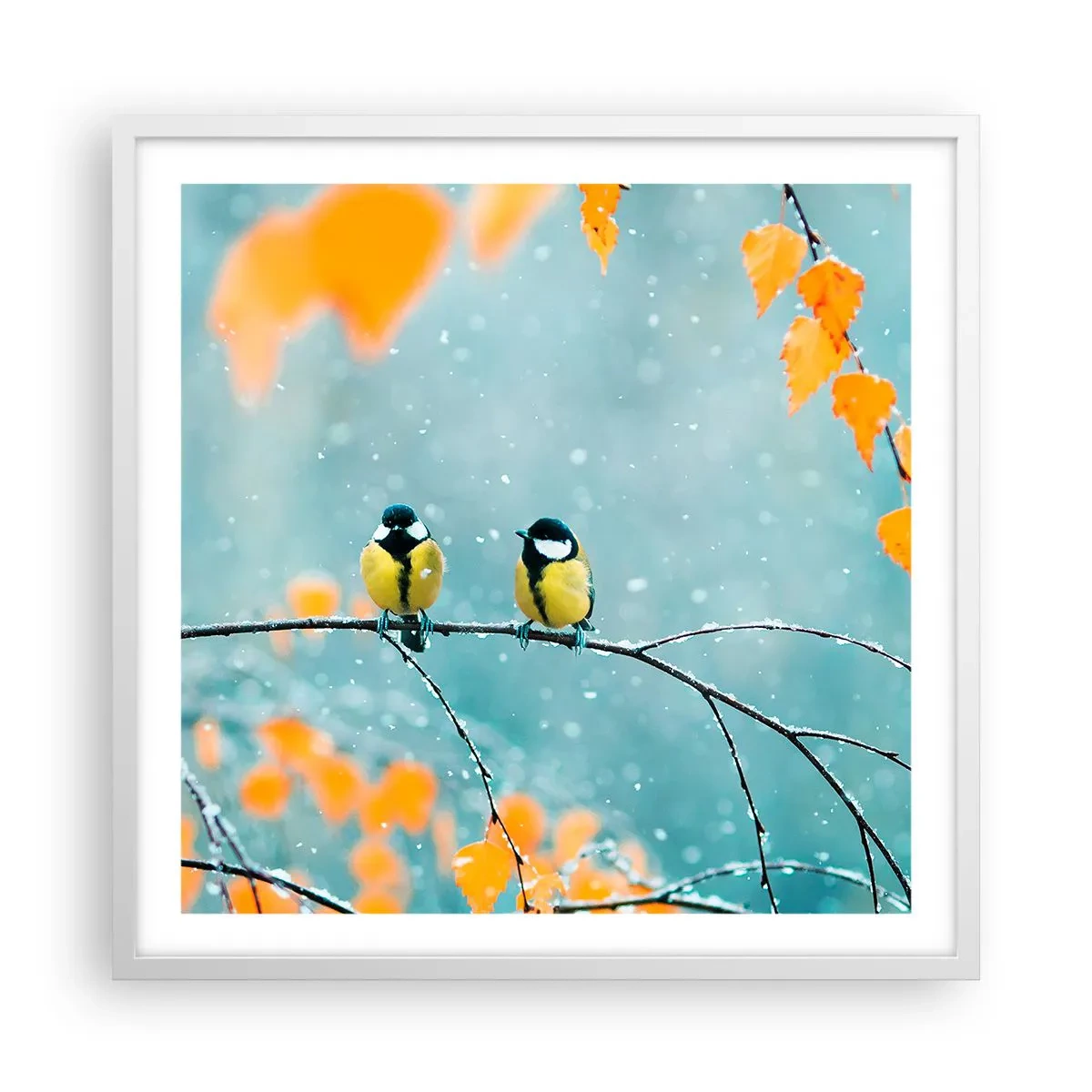 Poster in white frmae - Birdy Gossip - 60x60 cm