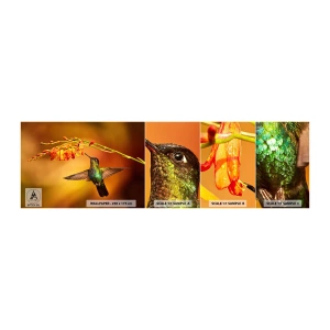 Photo Wallpaper Sample Self-Adhesive Deluxe Sticker - Messenger of Light according to the Mayans - Humming-bird, Bird, Nature - 100x30 cm