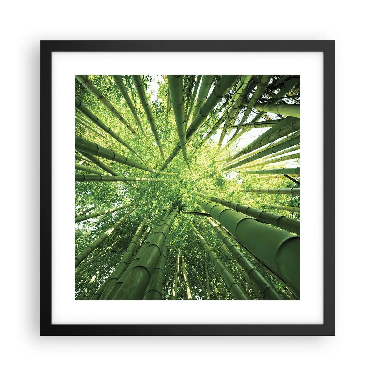 Poster in black frame - In a Bamboo Forest - 40x40 cm