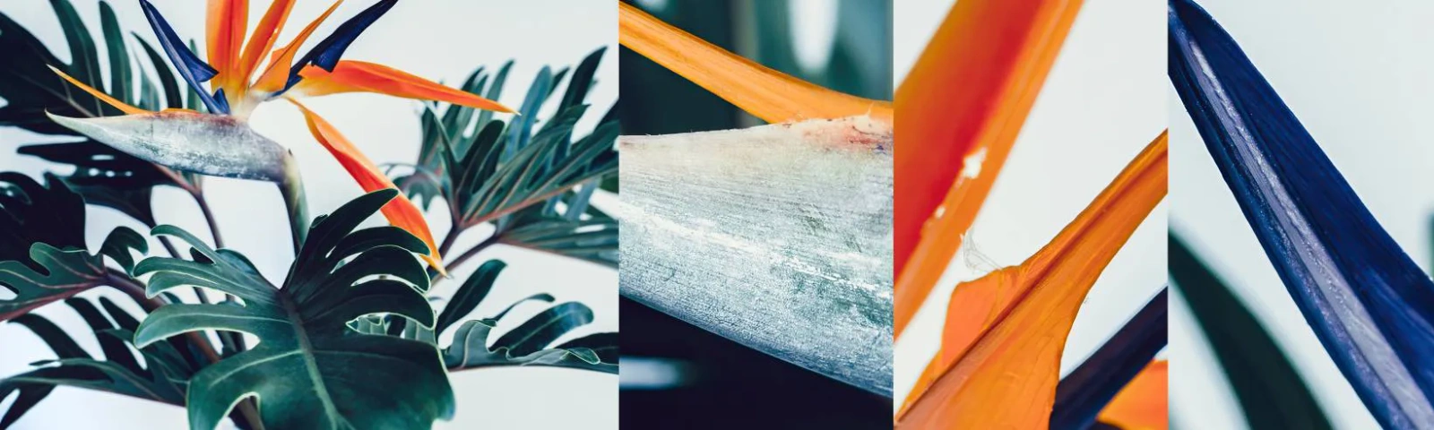 Photo Wallpaper Sample Standard Eco - Birdy Bush - Plants, Boho, Exotic - 100x30 cm