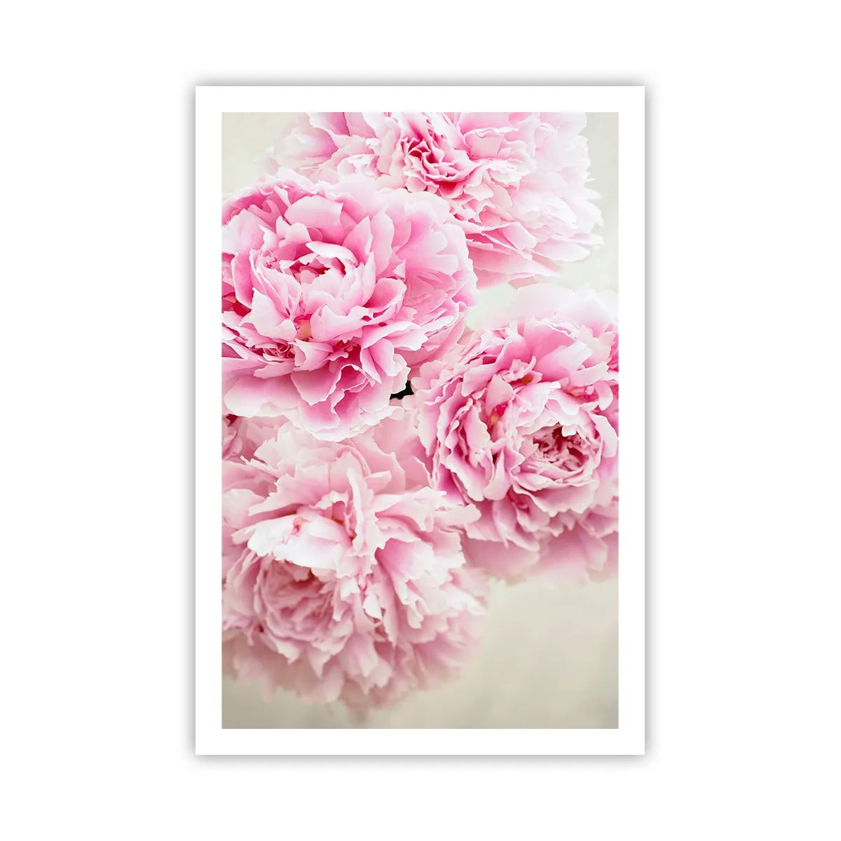 Poster - In Pink Splendour - 61x91 cm