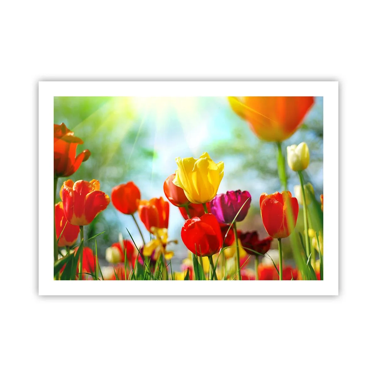 Poster - All Colours of the Sun - 70x50 cm