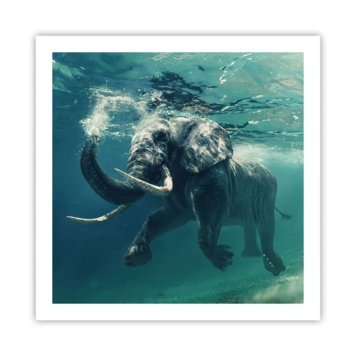 Poster - Everyone Likes to Swim - 60x60 cm