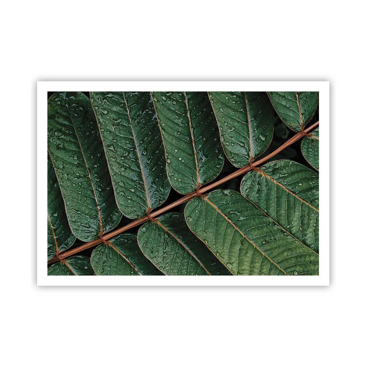 Poster - In Green Rhythm - 100x70 cm