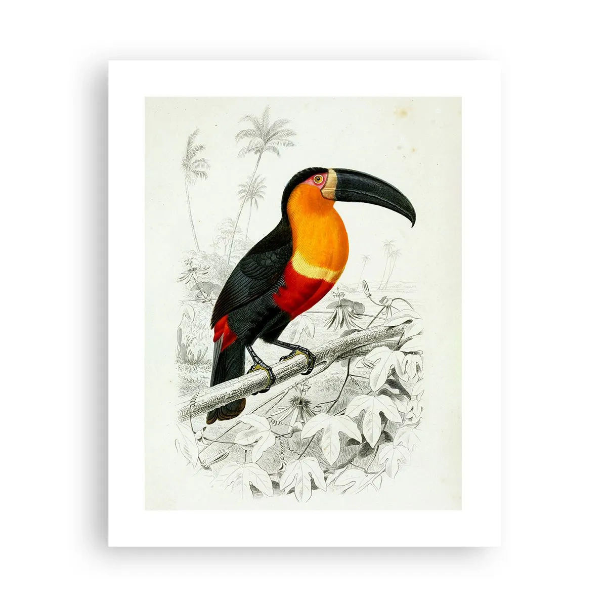 Poster - Bird Colours - 40x50 cm