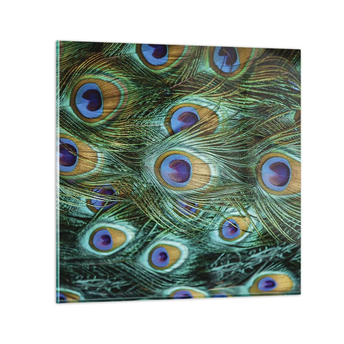 Glass picture - Peacock Eyes - 70x70 cm