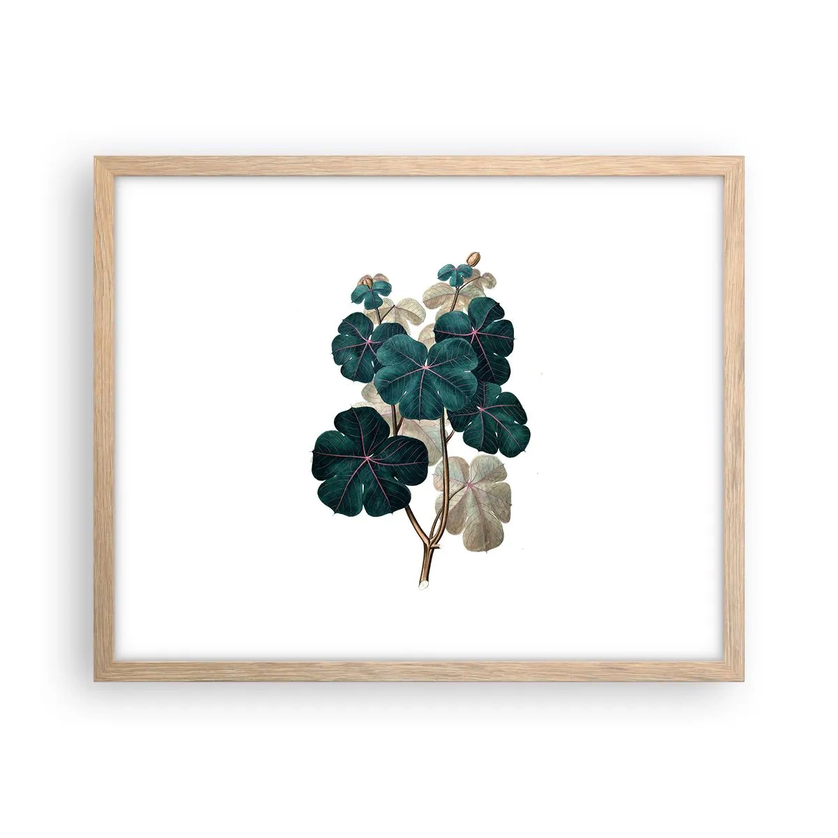 Poster in light oak frame - From the Old Herbarium - 50x40 cm