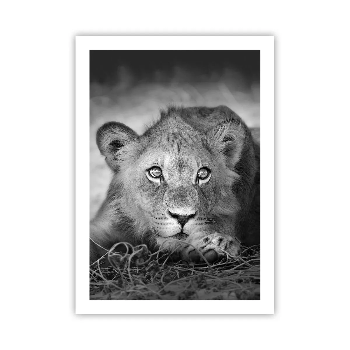 Poster - Royal Puppy - 50x70 cm