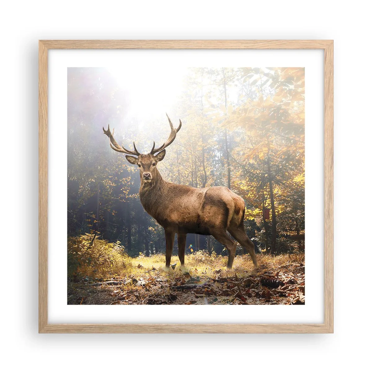 Poster in light oak frame - In Full Majesty - 50x50 cm
