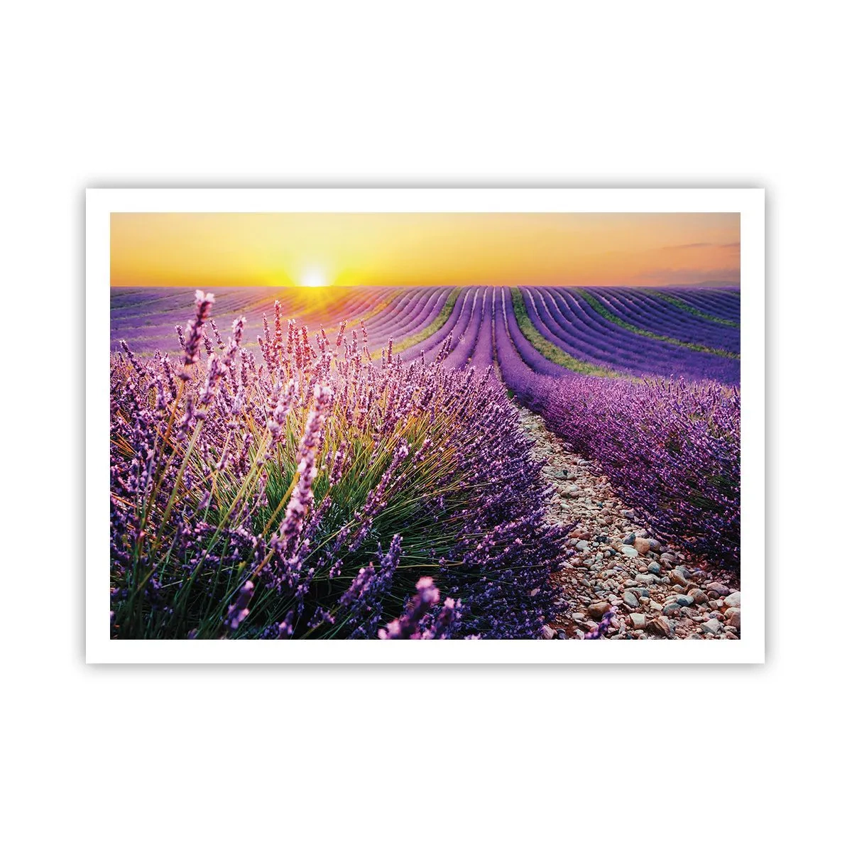 Poster - Fragrant Field - 100x70 cm